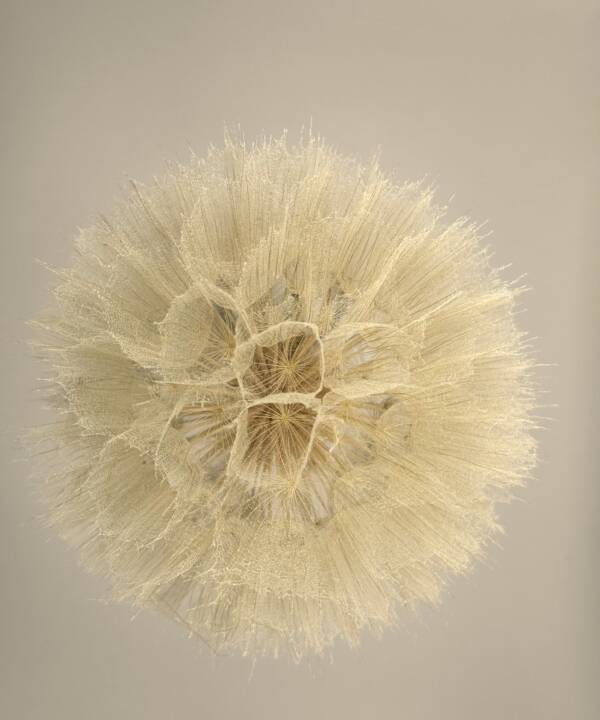 Dandelion - uitblaasbloem - Afbeelding 3