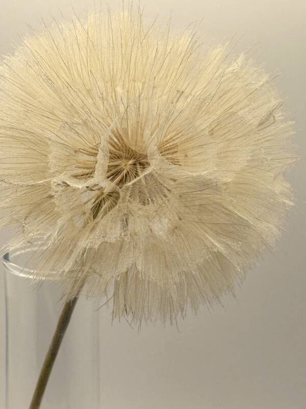 Dandelion - uitblaasbloem - Afbeelding 4